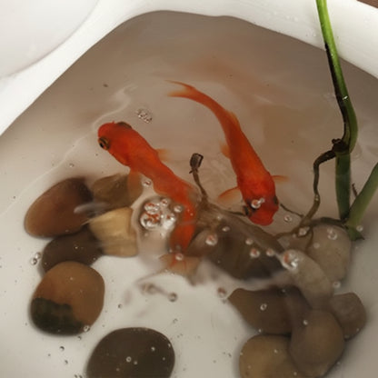Two goldfish swimming in a small aquarium with rocks and a plant.